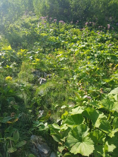 Enzian in der Natur