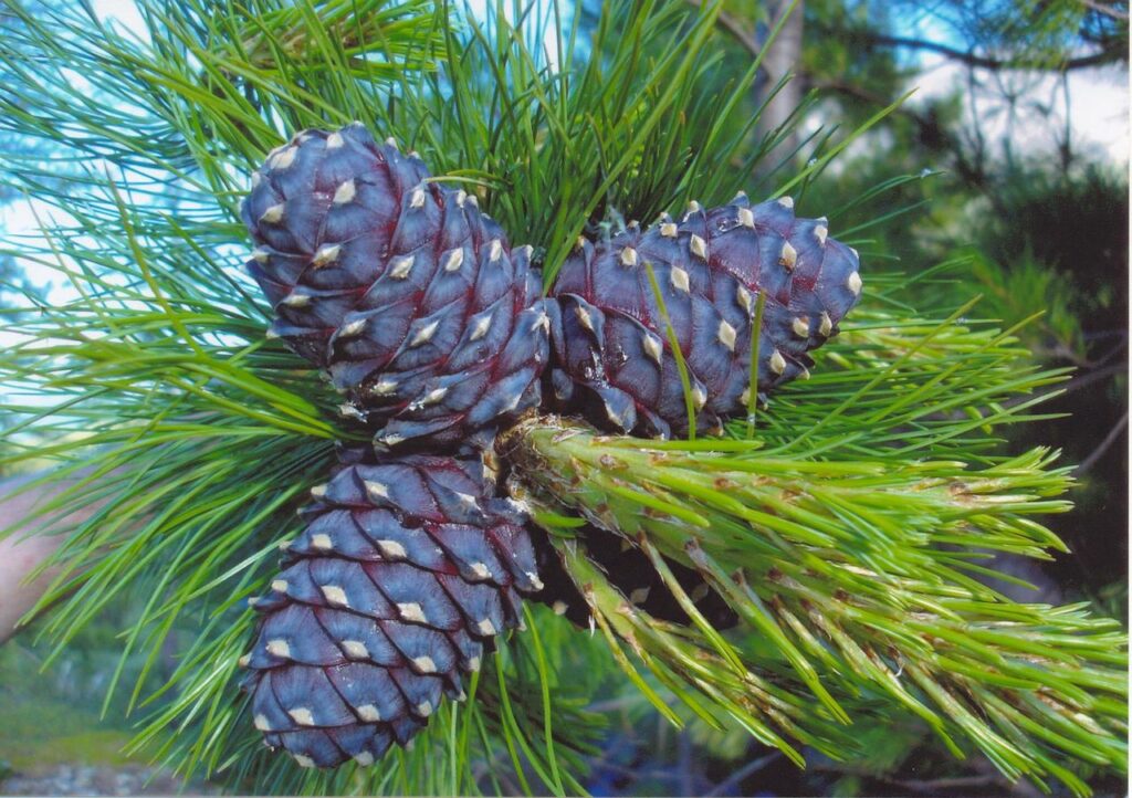 Zapfen am Baum